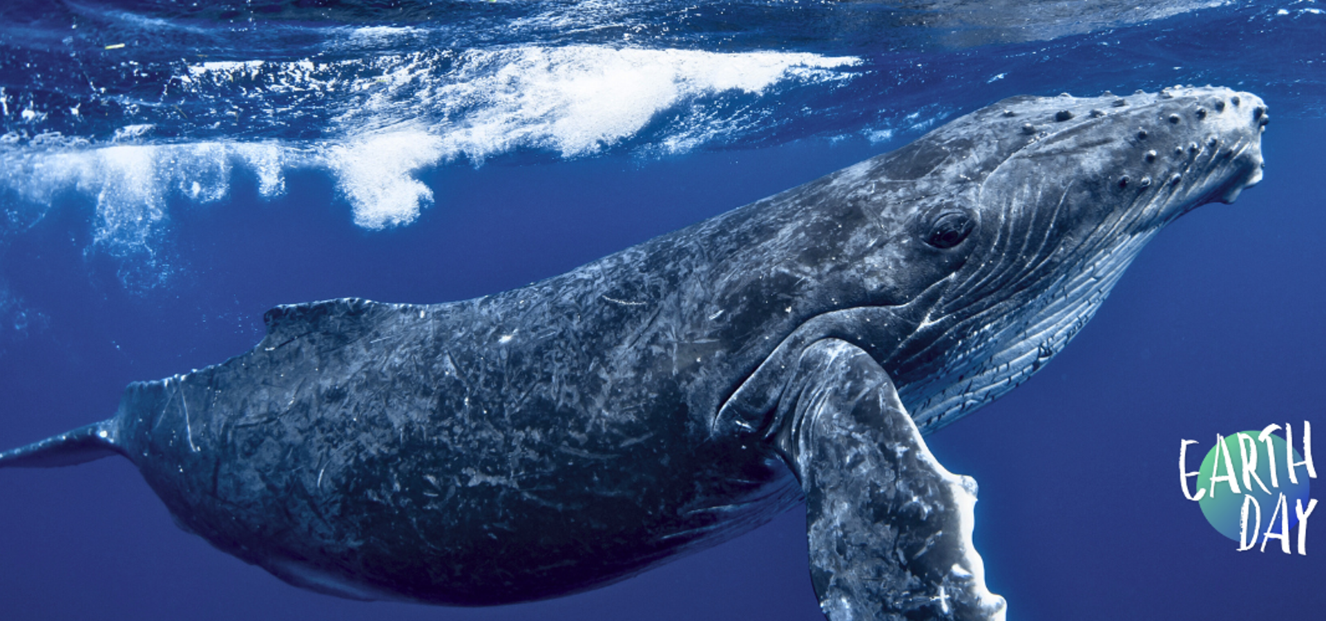 Montage of environmental images