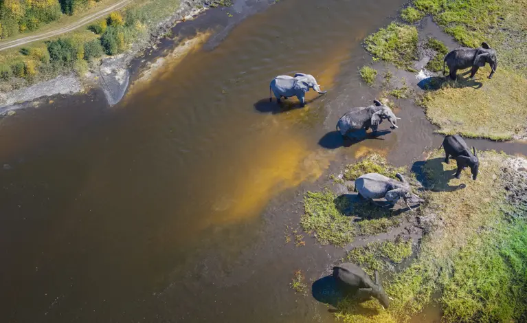 Elephants in natural habitat