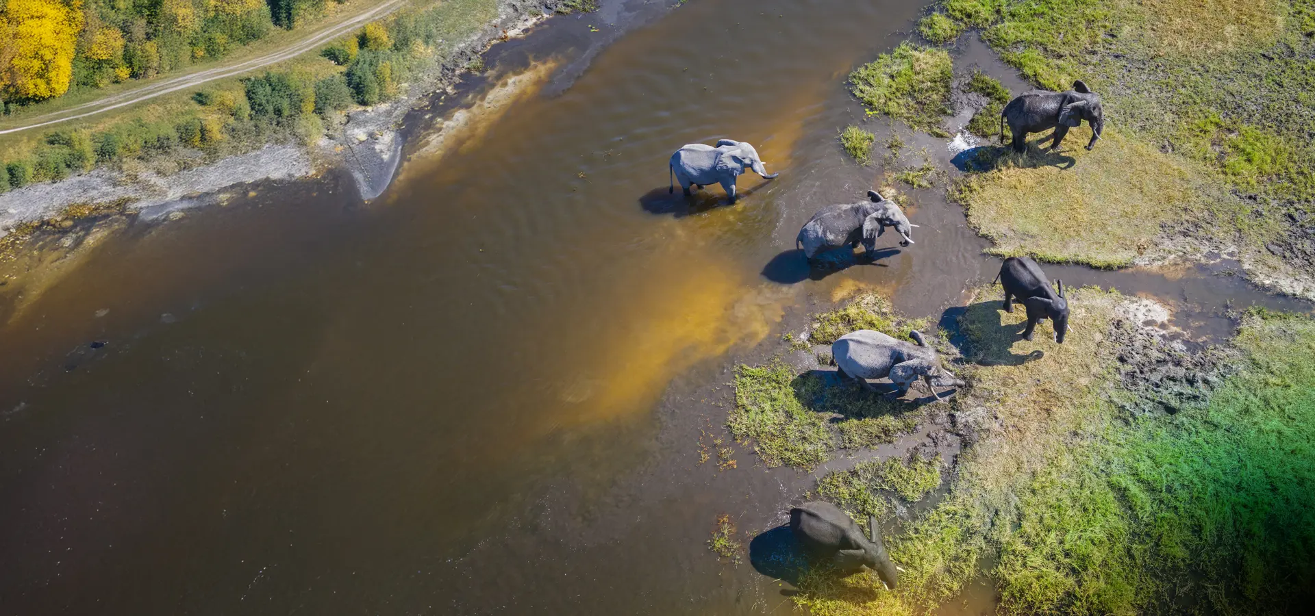 Elephants in natural habitat