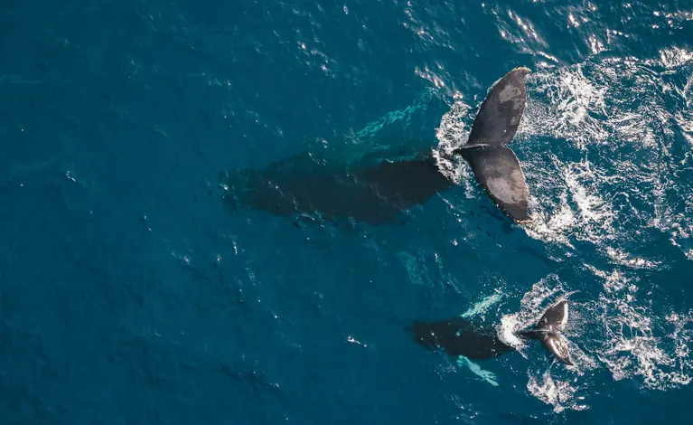 Swimming dolphins