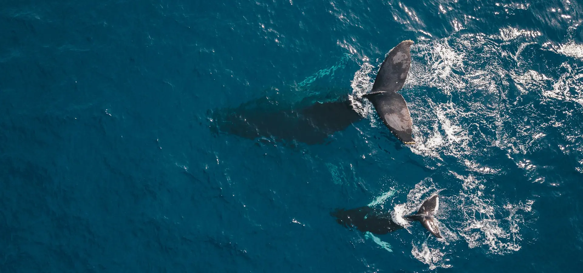 Swimming dolphins